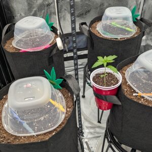 Germination Week - 0 - God’s Gift - 3