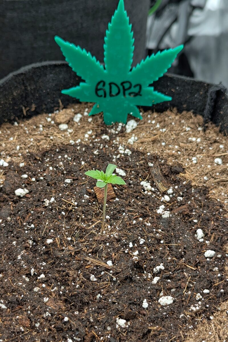 bbs-grow-diaries/week-528536-diary-528534-user-38149-68fa0567c0b4e