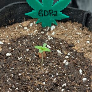 Germination Week - 0 - Granddaddy Purple - 1