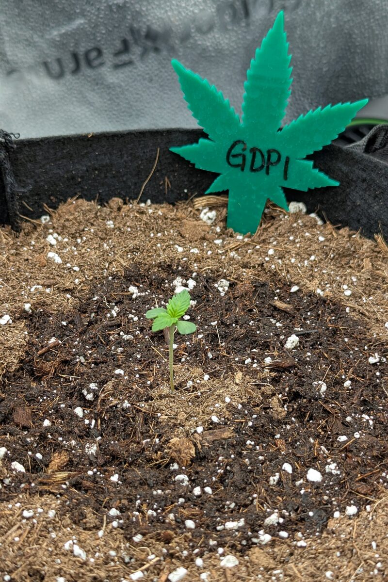 bbs-grow-diaries/week-528536-diary-528534-user-38149-68fa056997c8d