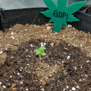 Germination Week - 0 - Granddaddy Purple - 2