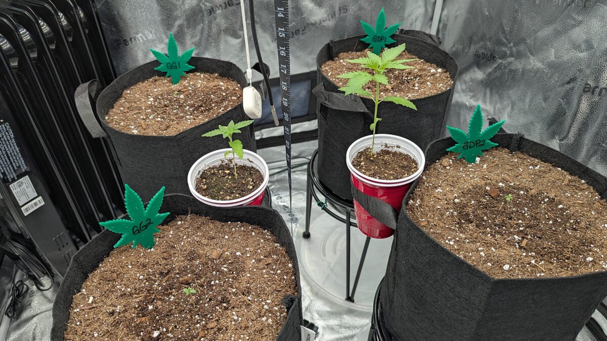 bbs-grow-diaries/week-528536-diary-528534-user-38149-68fa056b5ef8d