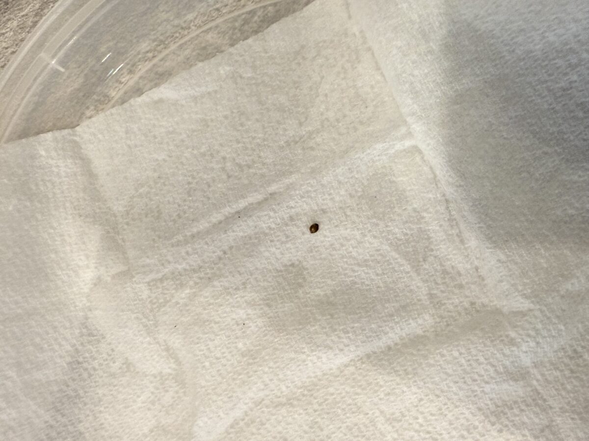 bbs-grow-diaries/week-529399-diary-529397-user-45160-69023871bfc69