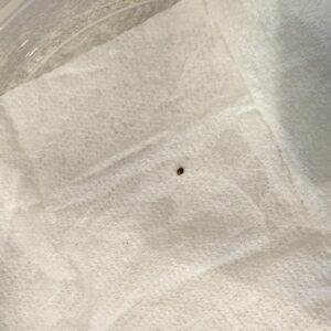 Blackberry Moonrocks Auto - Germination Week - 0