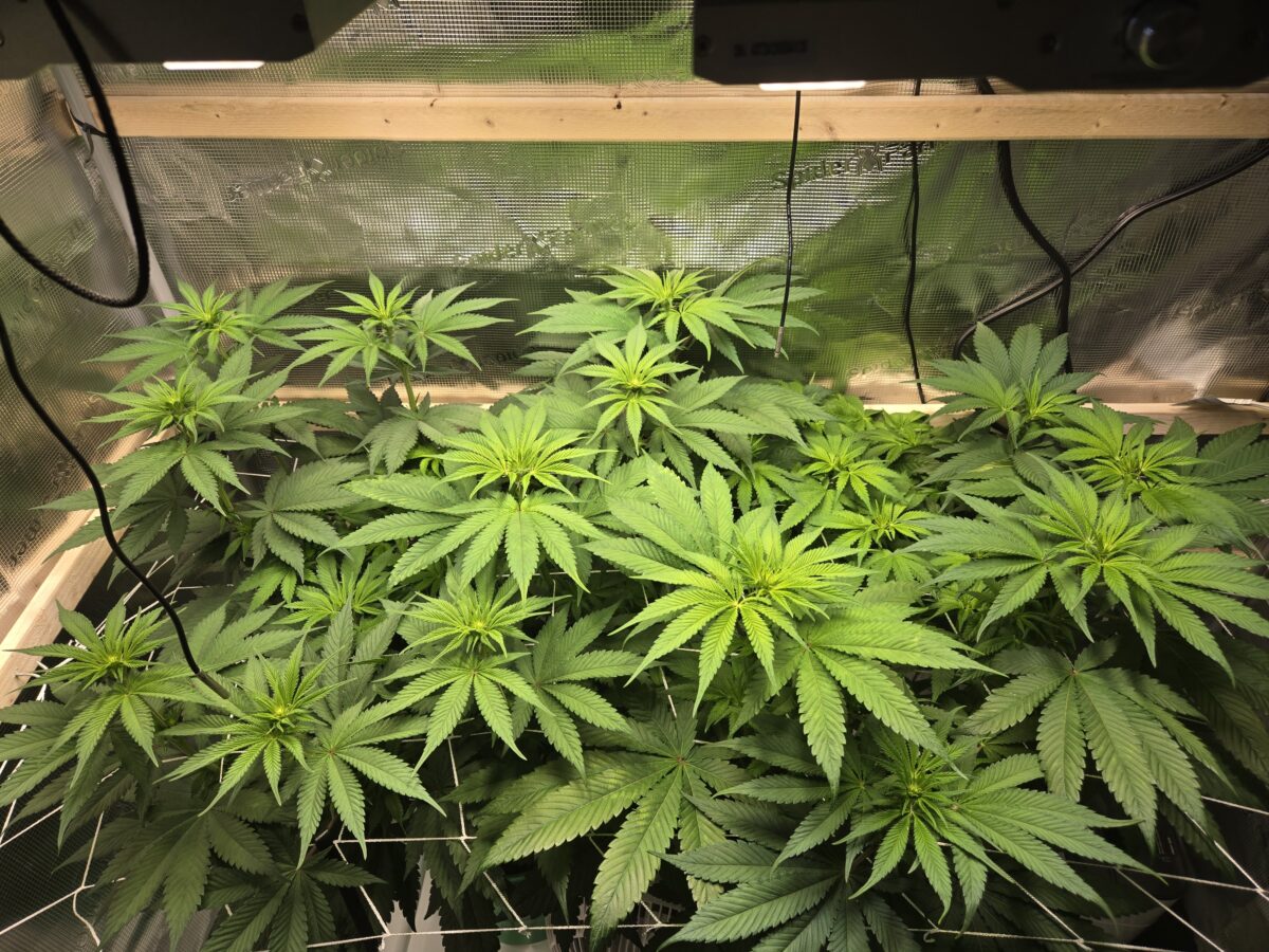 bbs-grow-diaries/week-529424-diary-521013-user-43815-69026166eade2