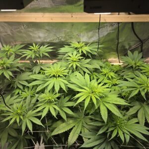 Shiskaberry Cookies - Flowering Week - 7