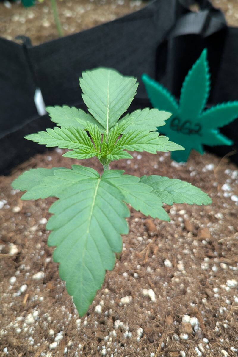 bbs-grow-diaries/week-529457-diary-528437-user-38149-6902aa1374206