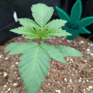 Vegetation Week - 2 - God’s Gift - 1