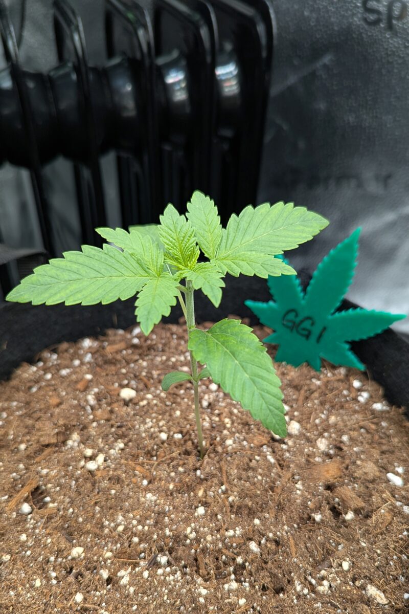 bbs-grow-diaries/week-529457-diary-528437-user-38149-6902aa1542e73