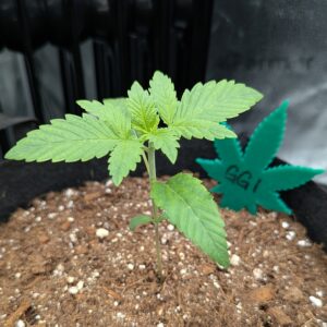 Vegetation Week - 2 - God’s Gift - 2