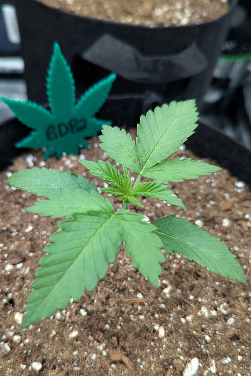 bbs-grow-diaries/week-529573-diary-528534-user-38149-69037b31282f8