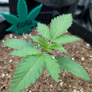 Vegetation Week - 2 - Granddaddy Purple - 1