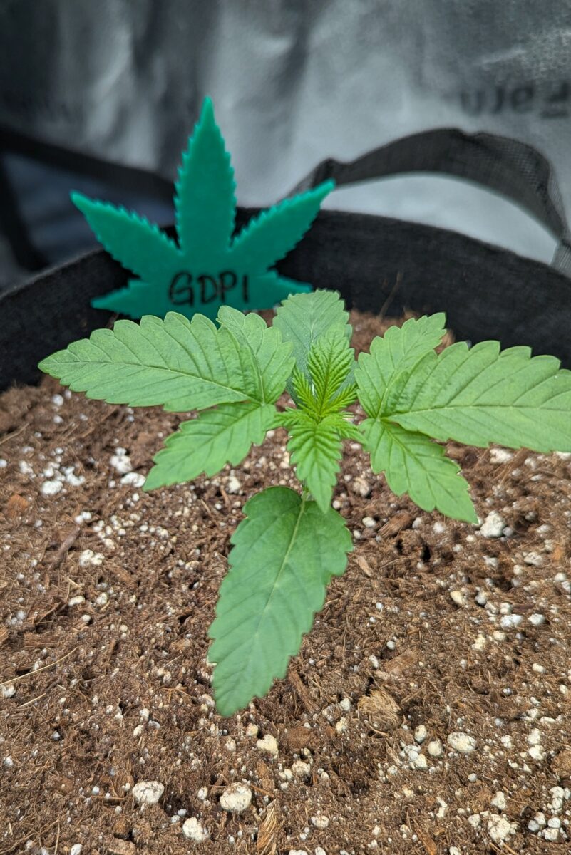 bbs-grow-diaries/week-529573-diary-528534-user-38149-69037b32d8c7a