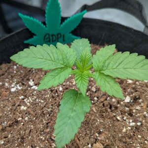 Vegetation Week - 2 - Granddaddy Purple - 2