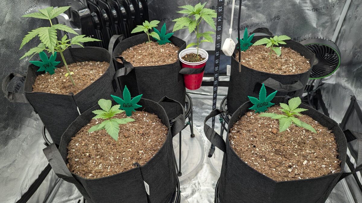 bbs-grow-diaries/week-529573-diary-528534-user-38149-69037b348db5a