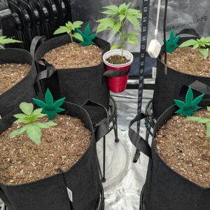 Granddaddy Purple - Vegetation Week - 2