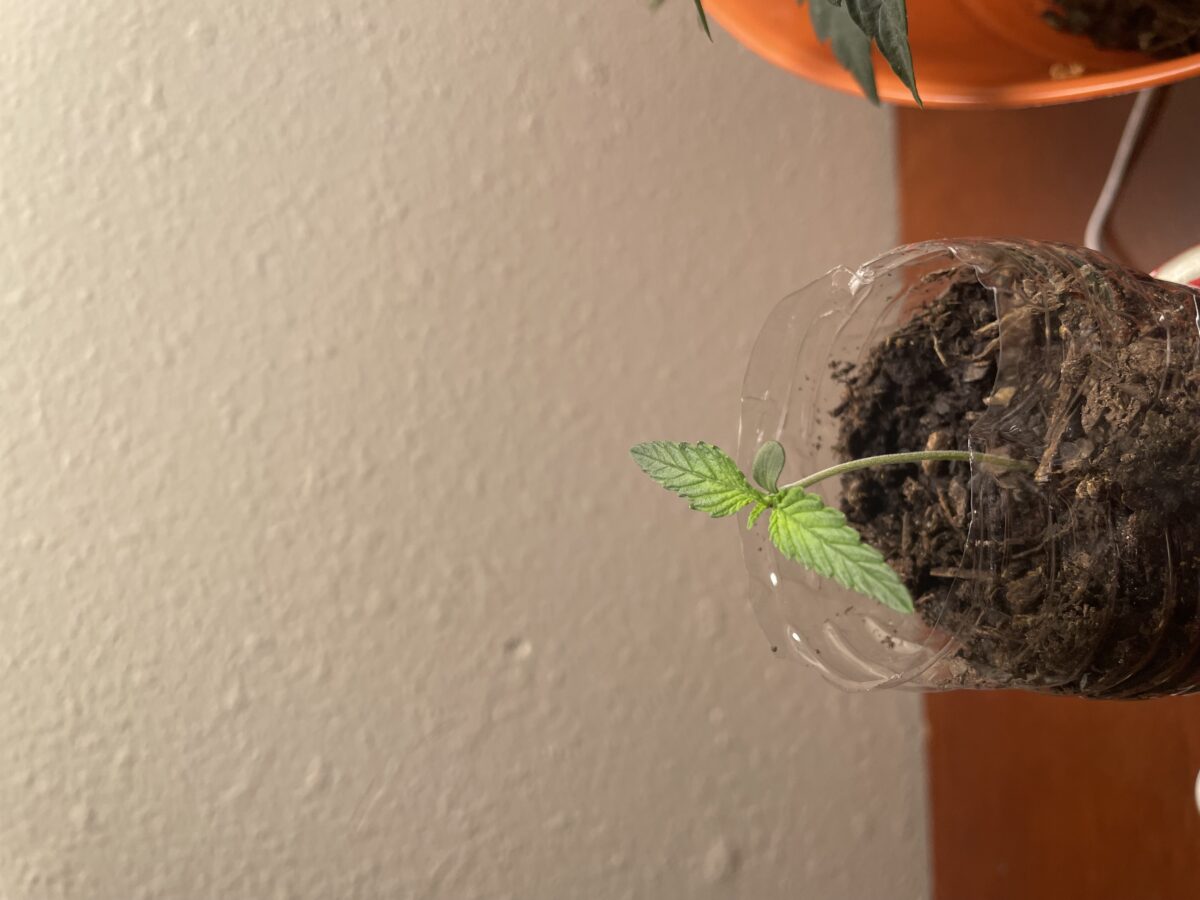 bbs-grow-diaries/week-529865-diary-528195-user-45147-6905d10133f2b