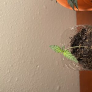 Vegetation Week - 1 - Star Killer - 1