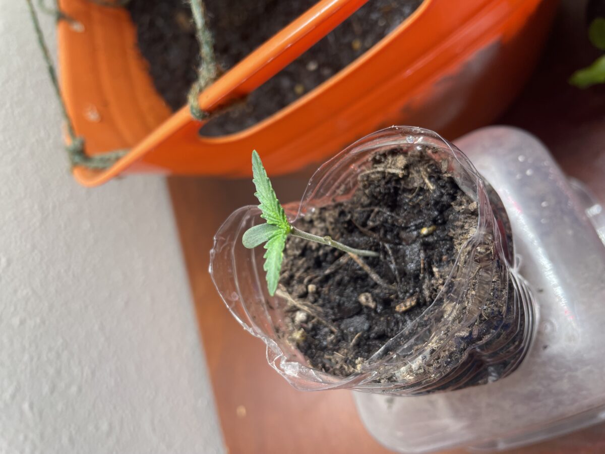 bbs-grow-diaries/week-529865-diary-528195-user-45147-6905d1037d453