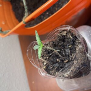 Star Killer - Vegetation Week - 1