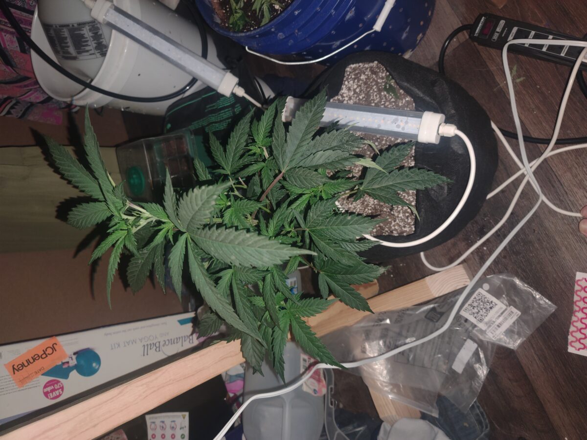 bbs-grow-diaries/week-529926-diary-529925-user-39416-6906bfe2bb06d