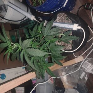 Vegetation Week - 7 - Future #1 - 1