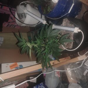 Future #1 - Vegetation Week - 7