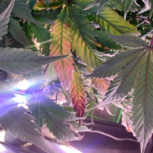 Vegetation Week - 9 - Future #1 - 1