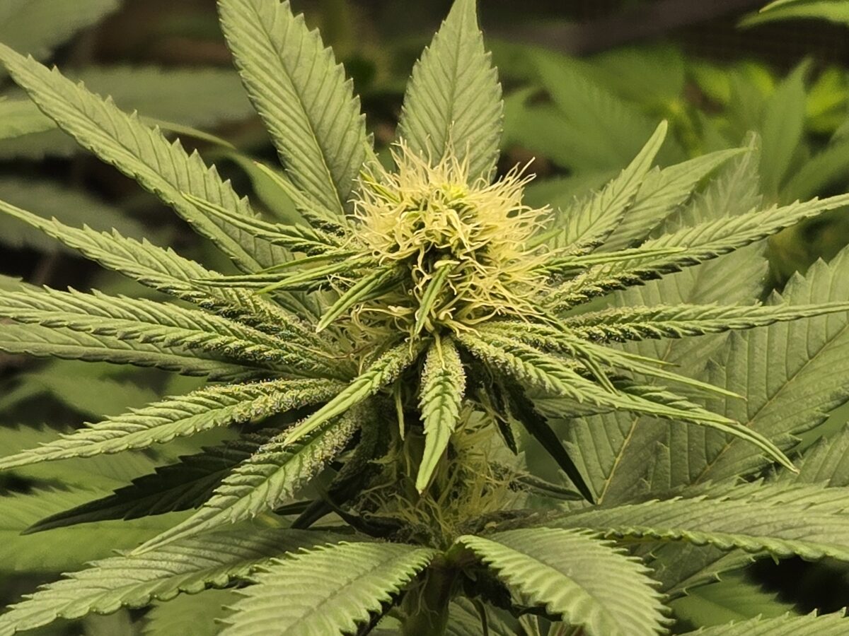 bbs-grow-diaries/week-530792-diary-521013-user-43815-690b6b41e0cb9