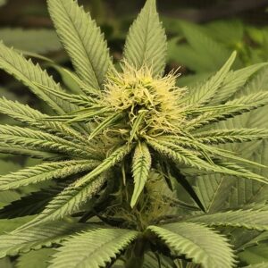 Shiskaberry Cookies - Flowering Week - 8