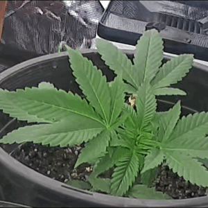 Fat Bastard - Vegetation Week - 5