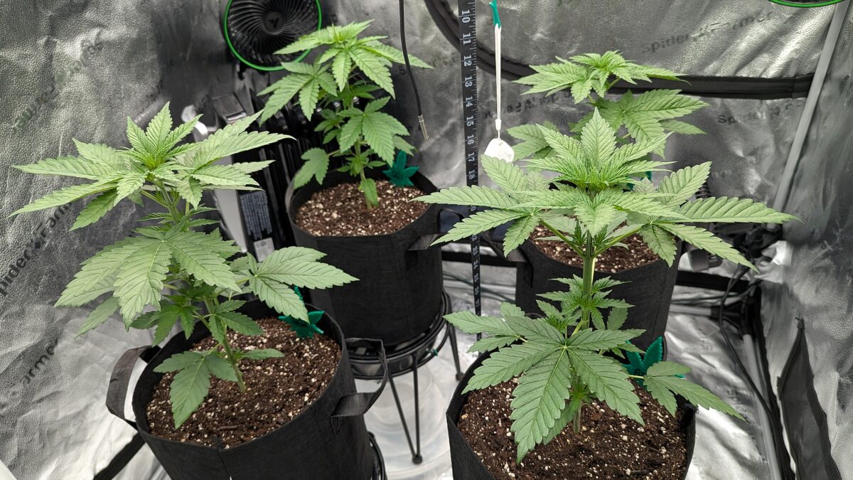 bbs-grow-diaries/week-531109-diary-528534-user-38149-690d6997688e5