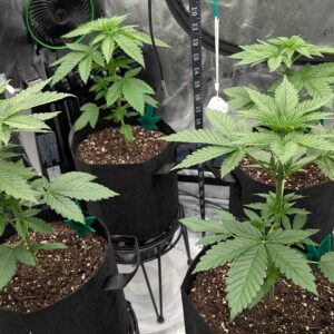 Vegetation Week - 3 - Granddaddy Purple - 1