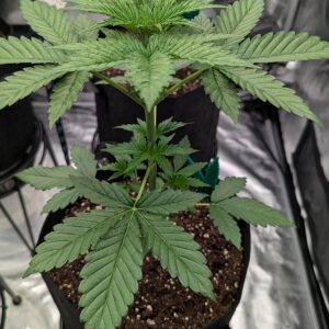 Vegetation Week - 3 - Granddaddy Purple - 2