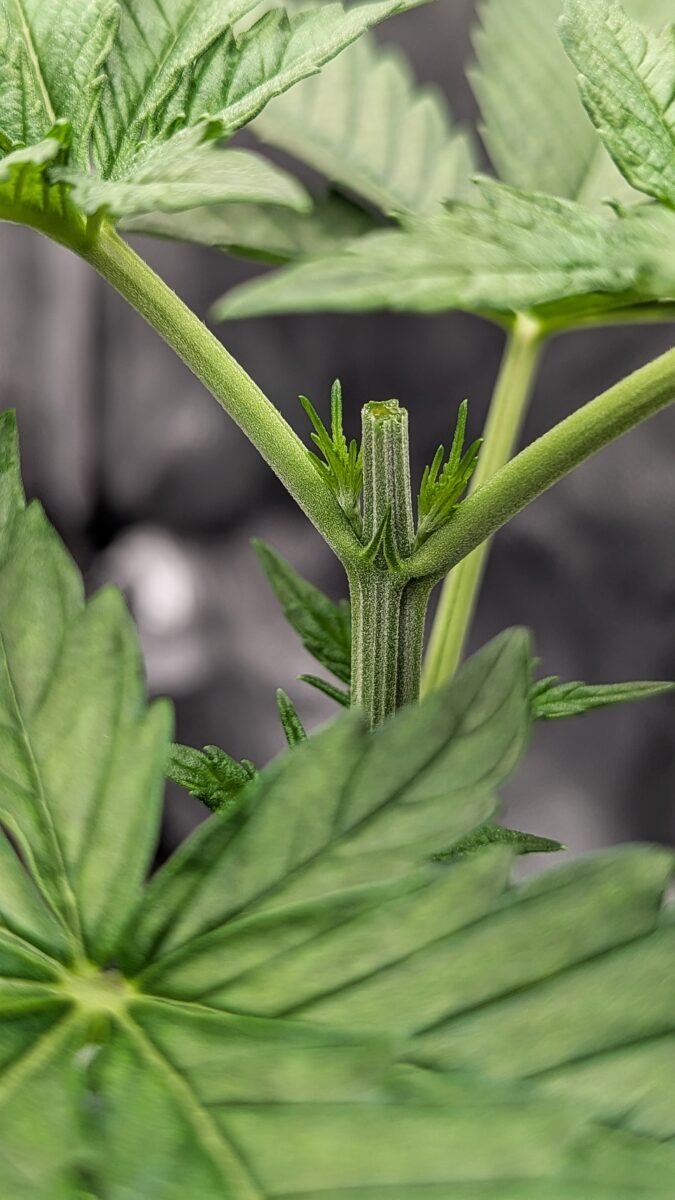 bbs-grow-diaries/week-531109-diary-528534-user-38149-690d699ba7a8e