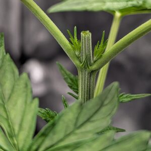 Vegetation Week - 3 - Granddaddy Purple - 3