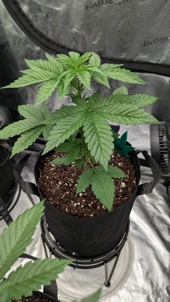 bbs-grow-diaries/week-531109-diary-528534-user-38149-690d699dc64af