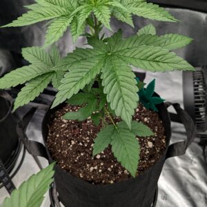 Vegetation Week - 3 - Granddaddy Purple - 4