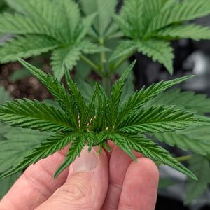 Vegetation Week - 3 - Granddaddy Purple - 5