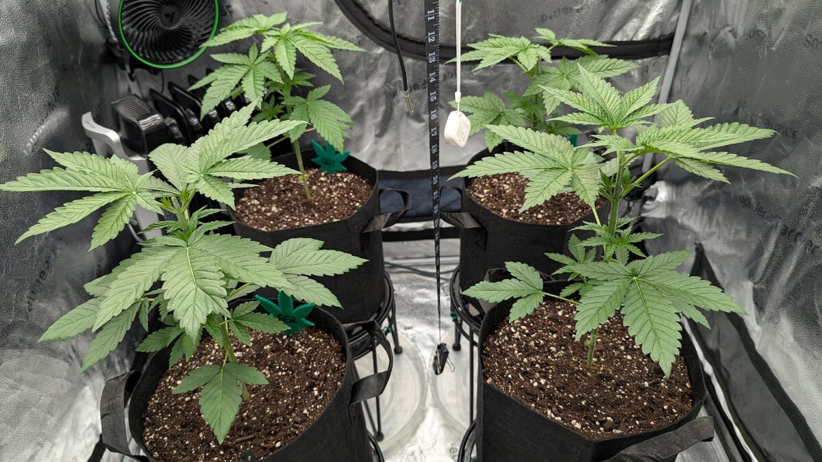 bbs-grow-diaries/week-531109-diary-528534-user-38149-690d69a211314