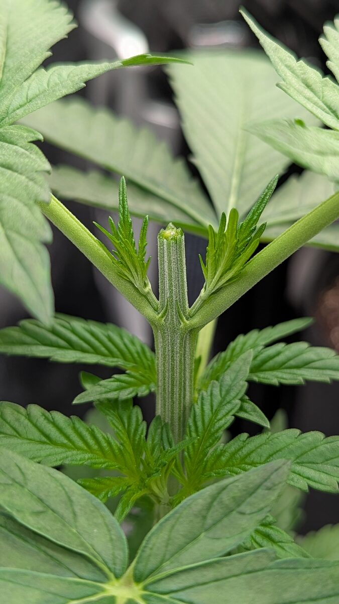 bbs-grow-diaries/week-531110-diary-528437-user-38149-690d6b8ca03aa