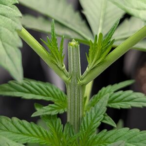 Vegetation Week - 3 - God’s Gift - 1