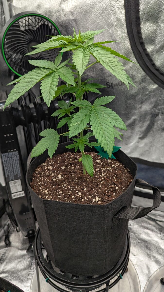 bbs-grow-diaries/week-531110-diary-528437-user-38149-690d6b8ea7ebc