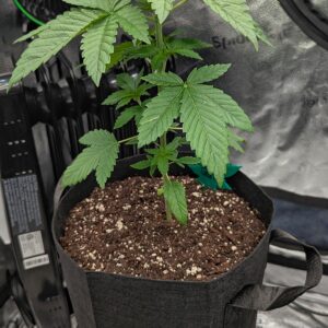 Vegetation Week - 3 - God’s Gift - 2