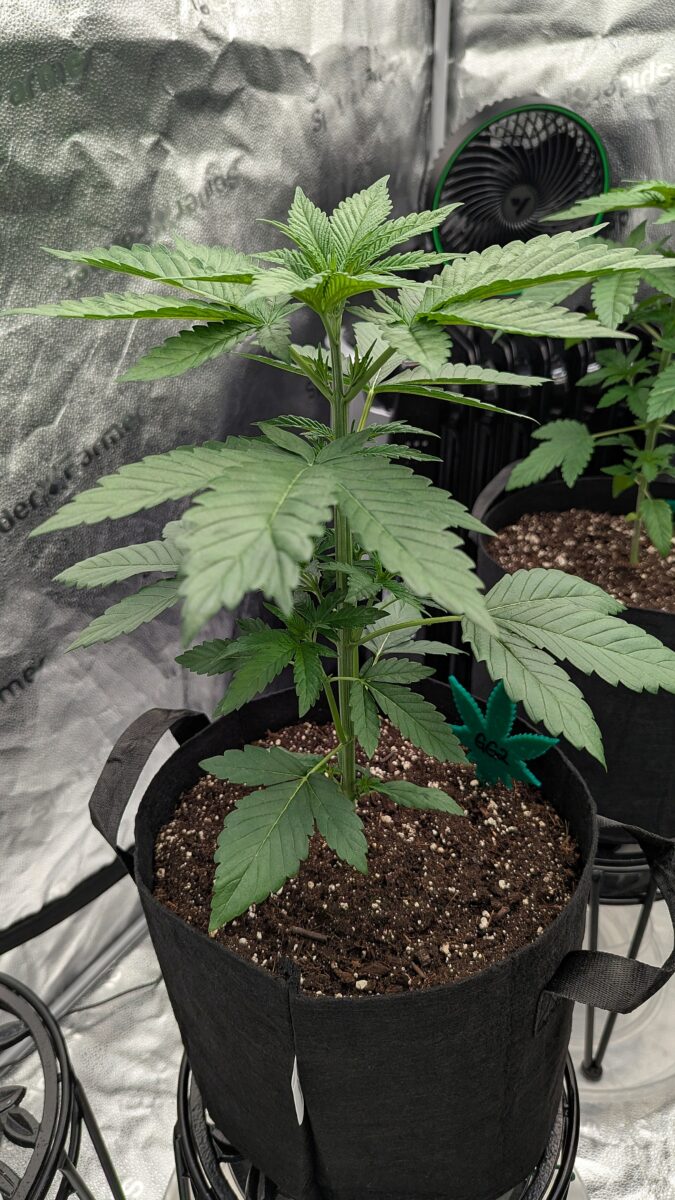 bbs-grow-diaries/week-531110-diary-528437-user-38149-690d6b90f32c2