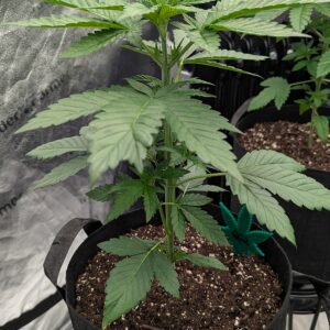 Vegetation Week - 3 - God’s Gift - 3