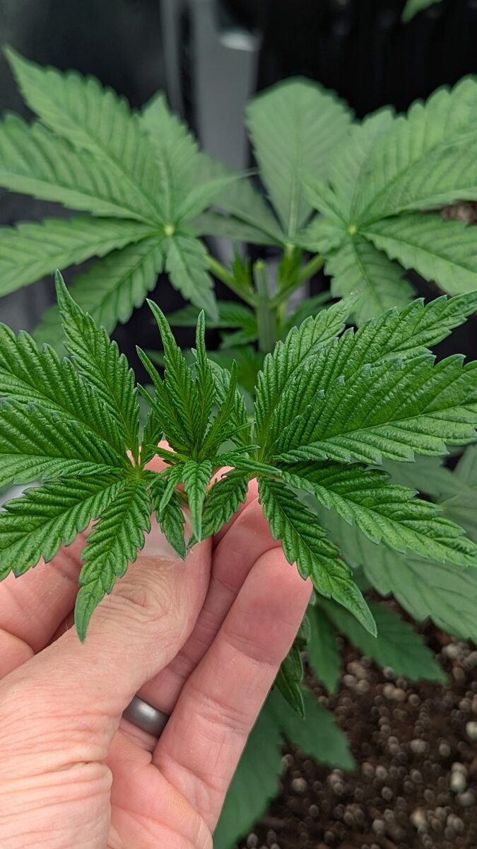 bbs-grow-diaries/week-531110-diary-528437-user-38149-690d6b930bec6