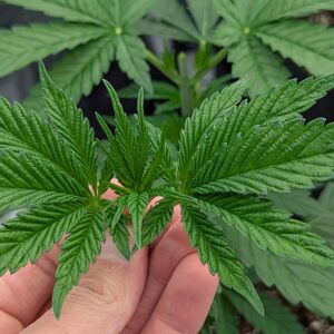 Vegetation Week - 3 - God’s Gift - 4