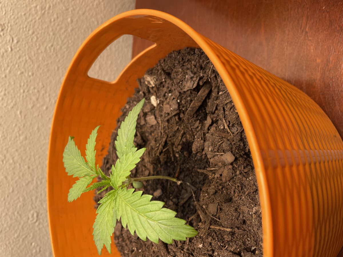 bbs-grow-diaries/week-531455-diary-528195-user-45147-690e51634af95