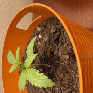 Vegetation Week - 2 - Star Killer - 1